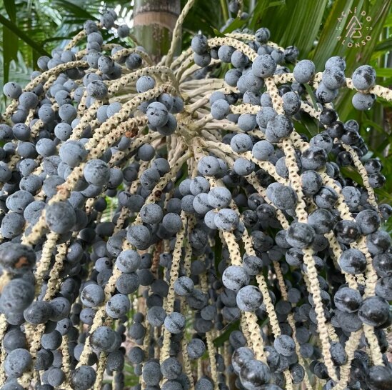 Cacho de açaí maduro
